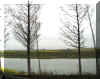 river.jpg (35566 bytes)